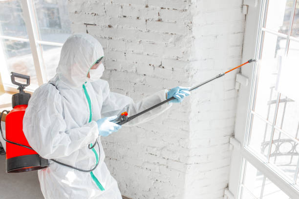 Best Mold Odor Removal Services in Converse, TX